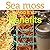 Sea moss And it's Benefits