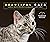 Beautiful Cats: Portraits o...