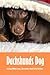 Dachshunds Dog: A Dog With ...
