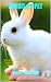 RABBIT AS PET: The Complete...