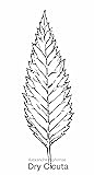 Dry Cicuta