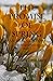 The Promise Of Spring: An I...