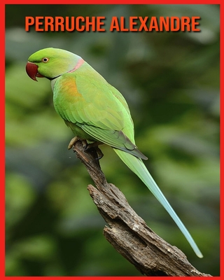 Perruche Alexandre: Informations Fascinantes Concernant les Perruche Alexandre avec de Superbes Images pour Enfants!
