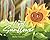 The Lost Sunflower