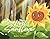 The Lost Sunflower
