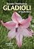 Saunders’ Field Guide to Gladioli of South Africa by Rod Saunders