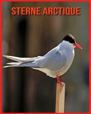 Sterne Arctique: Images Etonnantes & Informations Amusantes Concernant les Animaux dans la Nature
