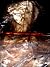 The Severed Head: Starchite...