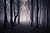 Between Darkness and the Dream