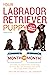 Your Labrador Retriever Puppy Month by Month