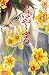 ちはやふる 46 [Chihayafuru 46]