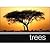 Trees A Photographic Celebr...