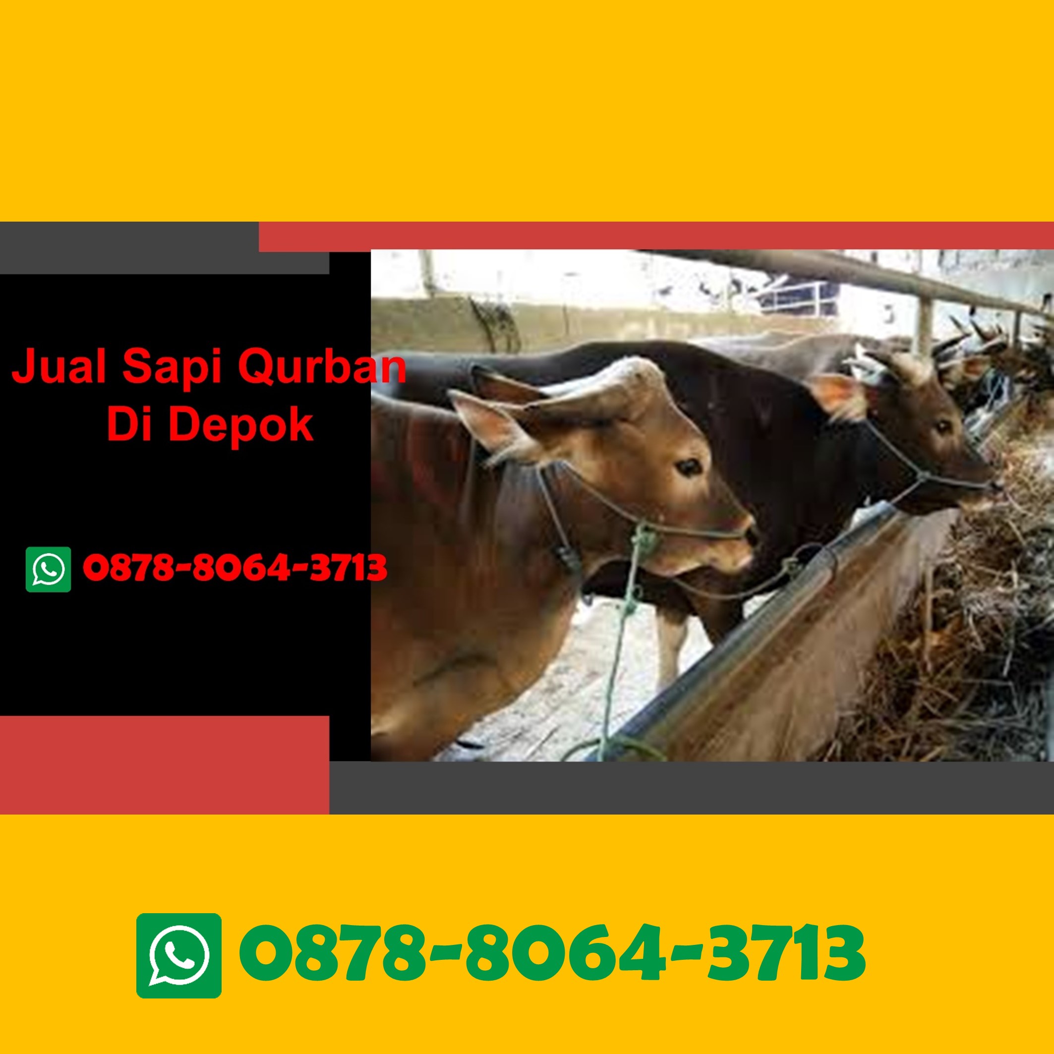 WA 0878-8064-3713, Pedagang Sapi Qurban Di Limo Depok