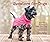 Sweaters for Dogs: 15 Knitt...