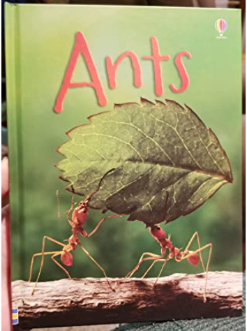 Ants (Usborne Beginners)