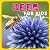 BEES by Ganesh Kumar