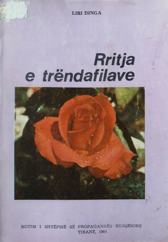 Rritja e trëndafilave