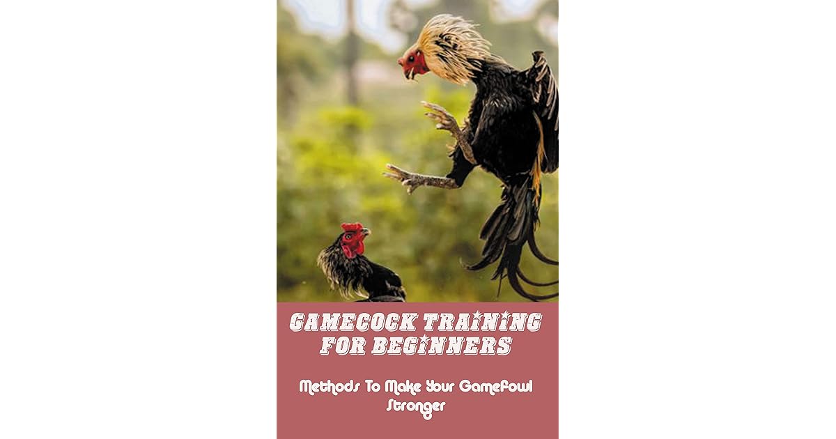 Gamecock Training For Beginners Methods To Make Your Gamefowl Stronger Trimming Gamefowl by
