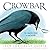 Crowbar: The Smartest Bird ...