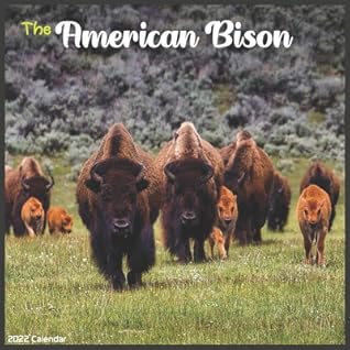 Bison Schedule 2022 American Bison 2022 Calendar: Official Bison Animal 2022 Calendar 16 Months  By Pro Claendar 2022-2023