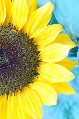 Sun, Sand and Sunflower: Formosan Life