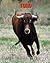 Toro: Libro para ni�os con im�genes hermosas y datos interesantes sobre los Toro