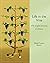Life in the Vine: The Joyful Journey Continues