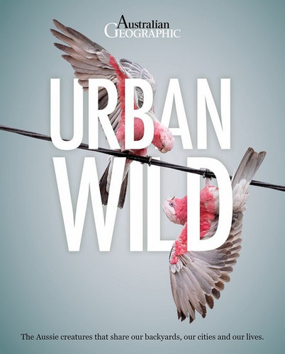 Urban Wild