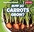 How Do Carrots Grow?