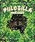 Piilosilla metsässä