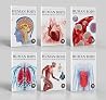 Human Body Box Set: Knowledge Encyclopedia For Children Human Body Box Set: Knowledge Encyclopedia For Children