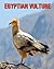 Egyptian Vulture: Amazing P...