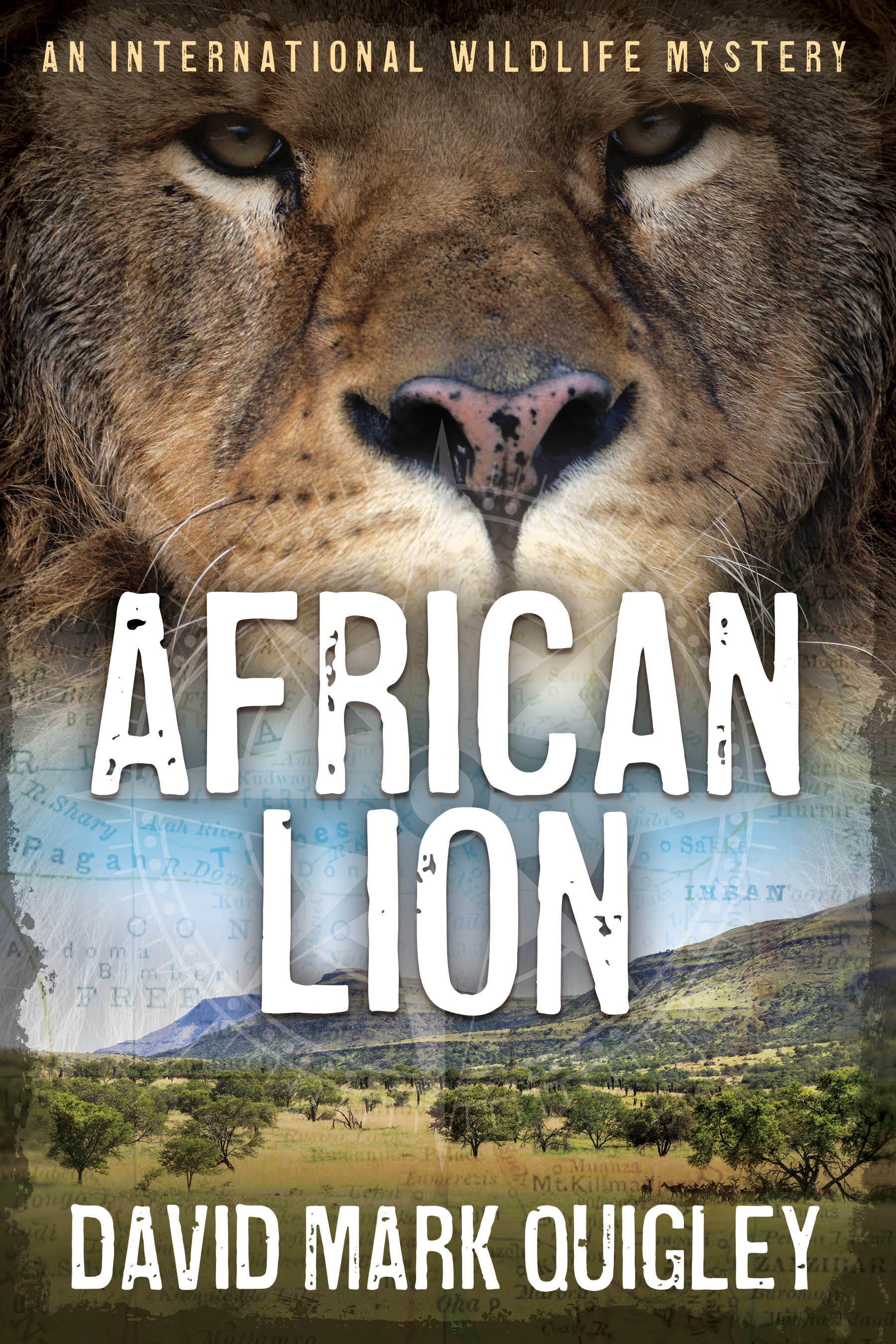 African Lion