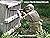 Lower North Island Airsoft by Roger Whiteside