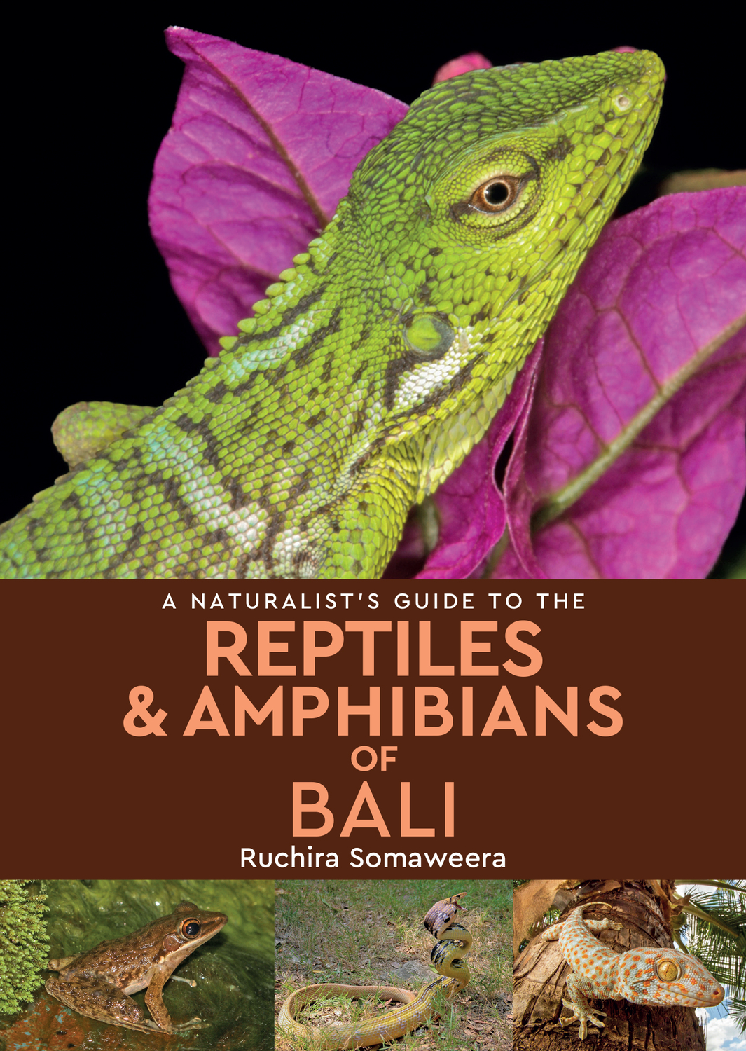 A Naturalist's Guide to the Reptiles & Amphibians of Bali (Paperback)