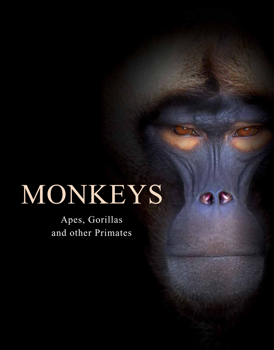 Monkeys: Apes, Gorillas and other Primates (Animals in Photographs)