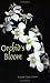 Orchid's Bloom