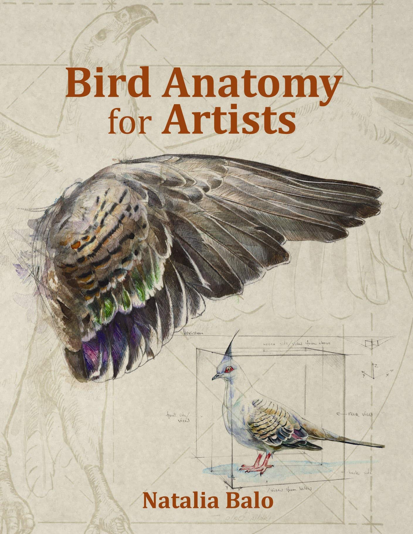 Bird Anatomy for Artists -Comprehensive Guide to Drawing Birds for Artists and Bird Lovers (Hardcover)