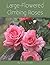 Large-Flowered Climbing Roses
