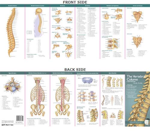 The Vertebral Column & Spine Disorders (Anatomical Chart Company's Illustrated Pocket Anatomy) by Anatomical Chart Company, ACC