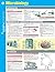 Microbiology SparkCharts by...