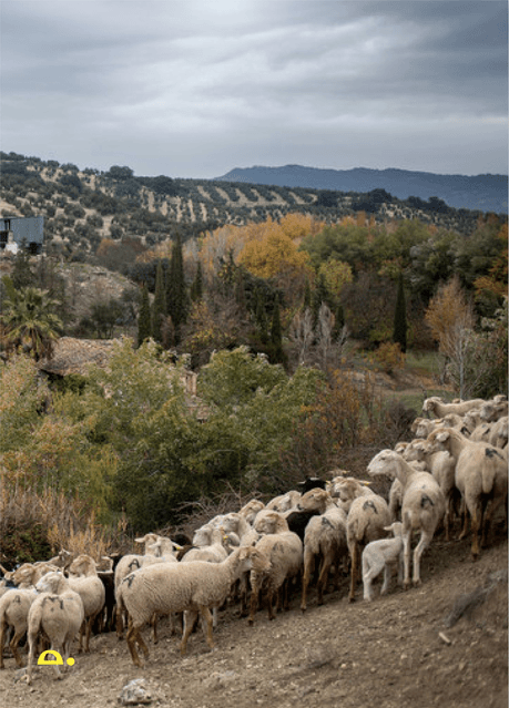 Homemade: Tortoise Quarterly 5