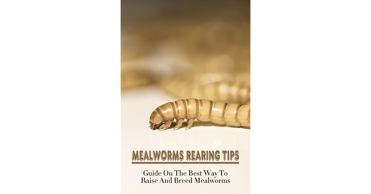 Mealworms Rearing Tips Guide On The Best Way To Raise And Breed