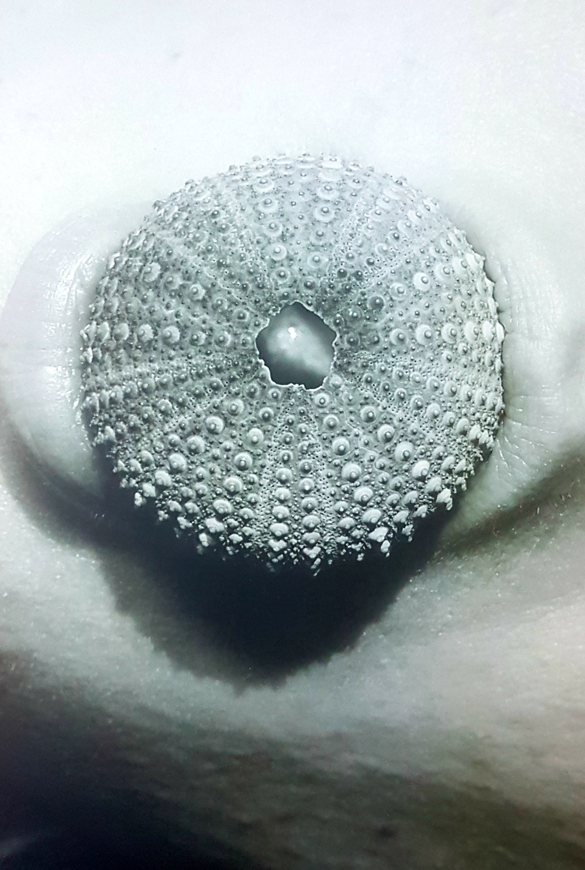 Manifest s pomanjkljivostmi. Volkovi nimajo krvoločnega pogleda. Krožne definicije