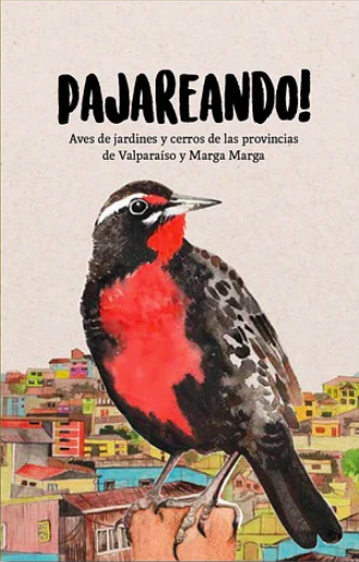 Pajareando! Aves de jardines y cerros de las provincias de Valparaíso y Marga Marga