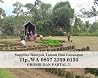 Beli Rumput Golf Blitar, WA +62 857 3259 0133, ANDIKA GARDEN