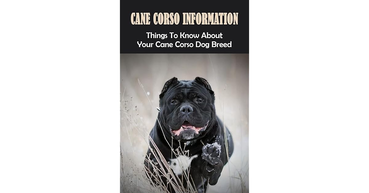 Cane Corso Information Things To Know About Your Cane Corso Dog Breed