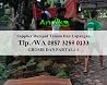 Tempat Jual Rumput Jepang Di Mojokerto, Tlp. +62 857 3259 0133, ANDIKA GARDEN