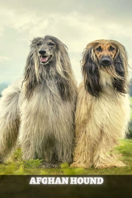 Afghan Hound: Complete breed guide