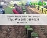 Harga Pasaran Rumput Jepang, WA +62 857 3259 0133, ANDIKA GARDEN